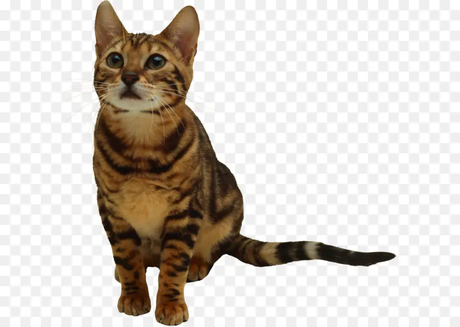 Kedi，Evcil Hayvan PNG