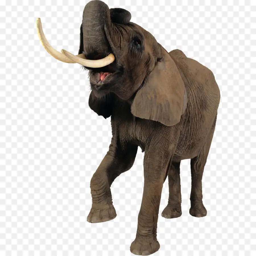 Mamut，Tarih öncesi PNG