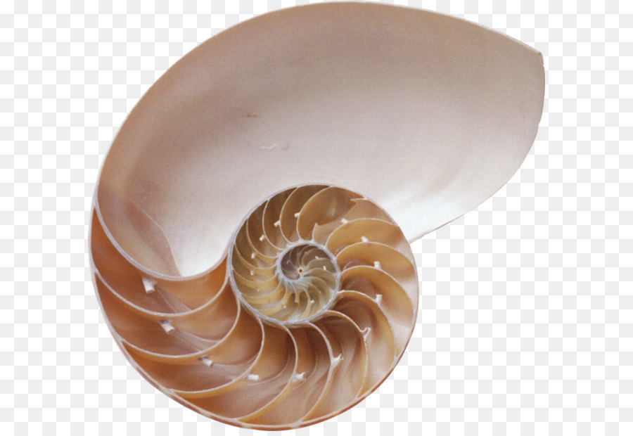 Nautilus Kabuğu，Deniz PNG