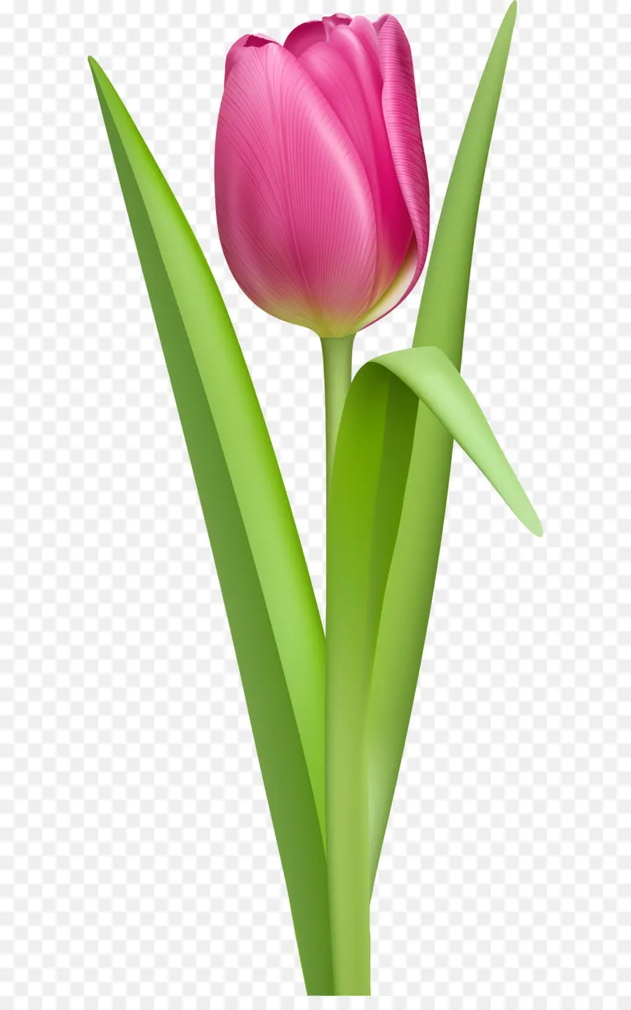 Olan Bir çiçek Tulip Hikaye Erkek Kızdırmıştı，Lale PNG
