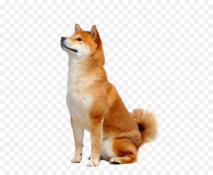 Shiba Inu，Köpek PNG