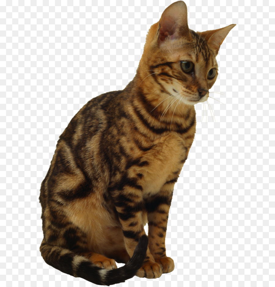 Kedi，Evcil Hayvan PNG