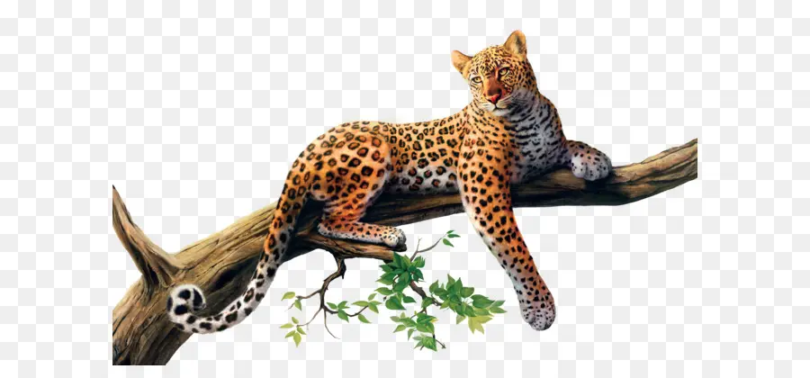 Leopar，Ağaç PNG