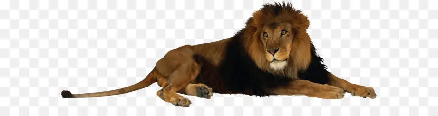 Aslan，Yele PNG