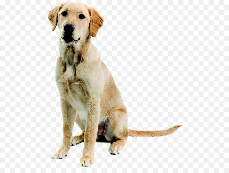 Golden Retriever，Evcil Hayvan PNG