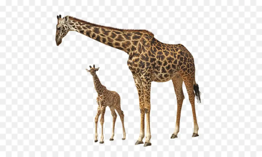 Rothschild Giraffe S，Kedigilleri PNG