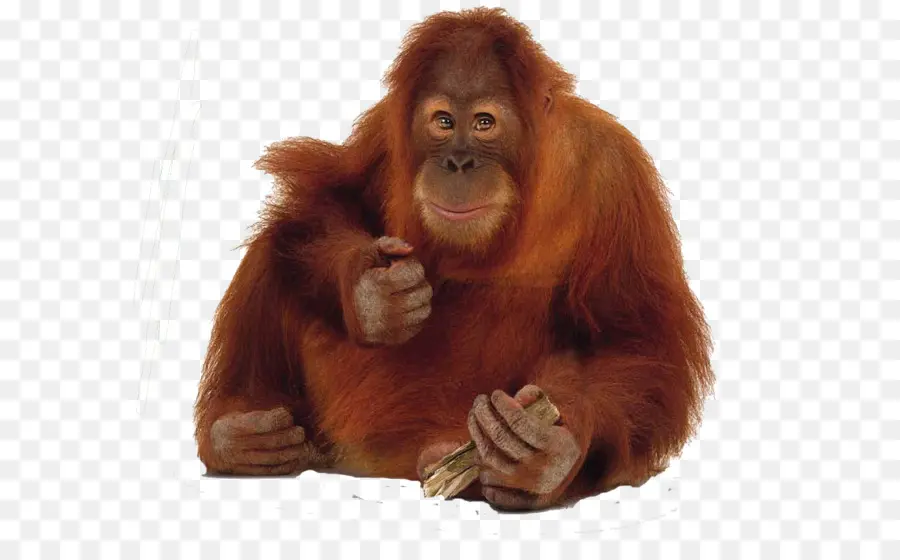 Orangutan，Primat PNG