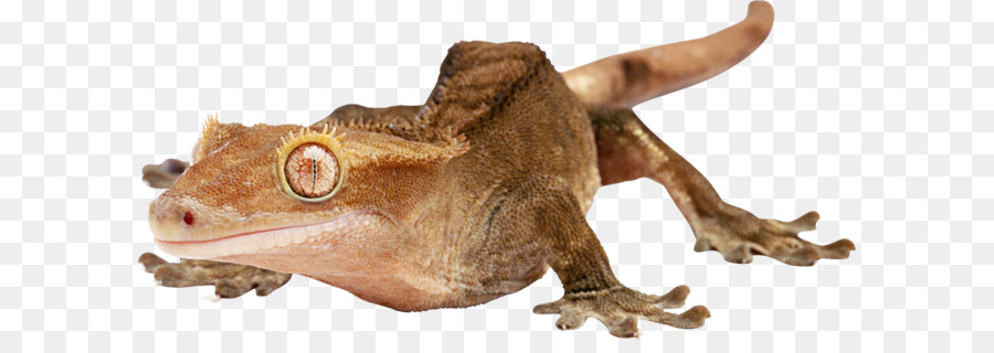 Geko，Kertenkele PNG