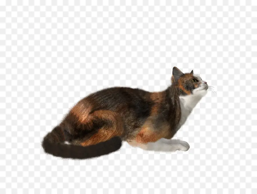 Kedi，Indir PNG