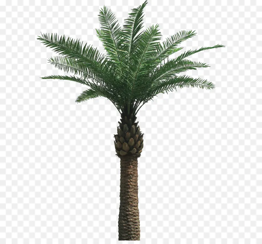 Arecaceae，Hurma PNG