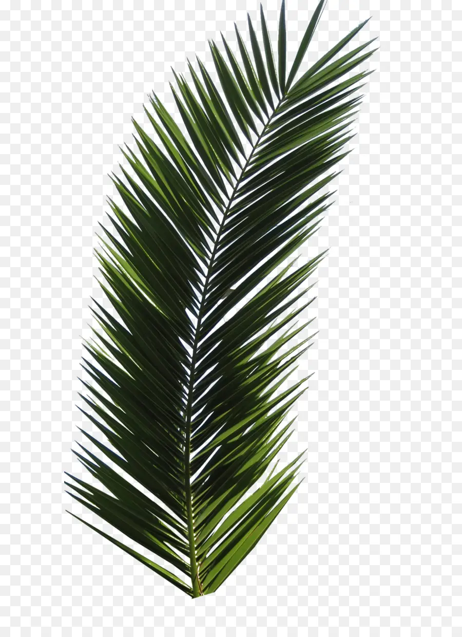 Arecaceae，Yaprak PNG