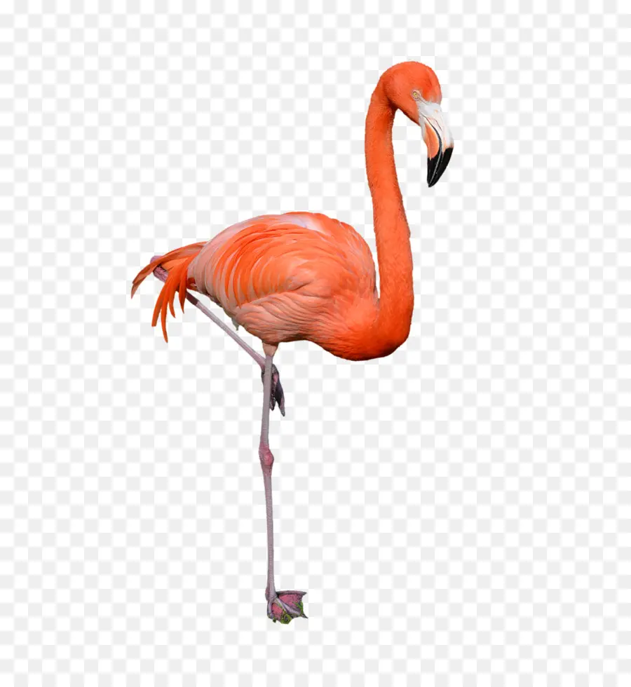 Flamingo，Kuş PNG