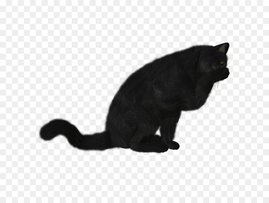 Bombay Kedi，Kedi PNG