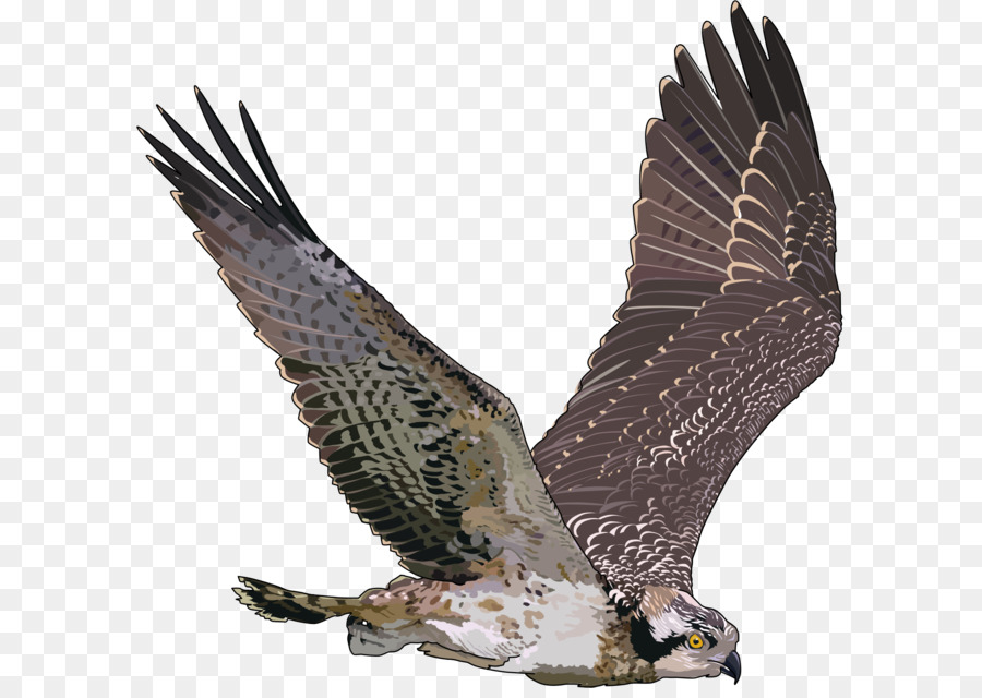 Kuş，Seahawk PNG