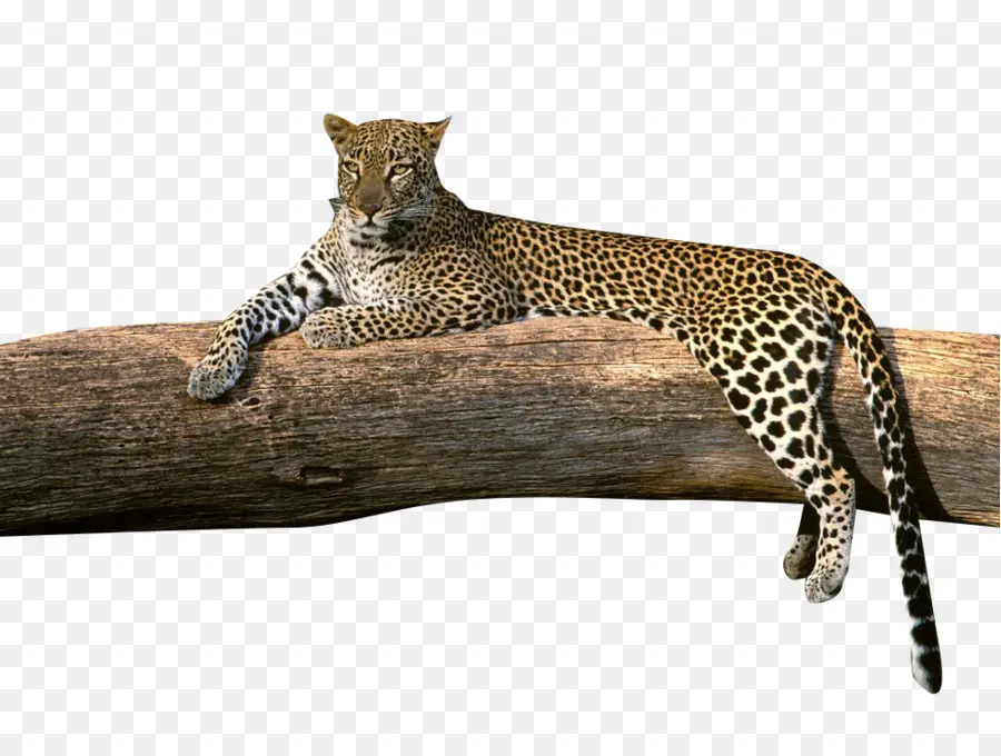 Amur Leopard，çita PNG