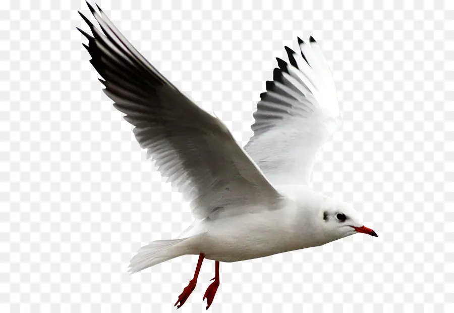 Kuş，Martılar PNG