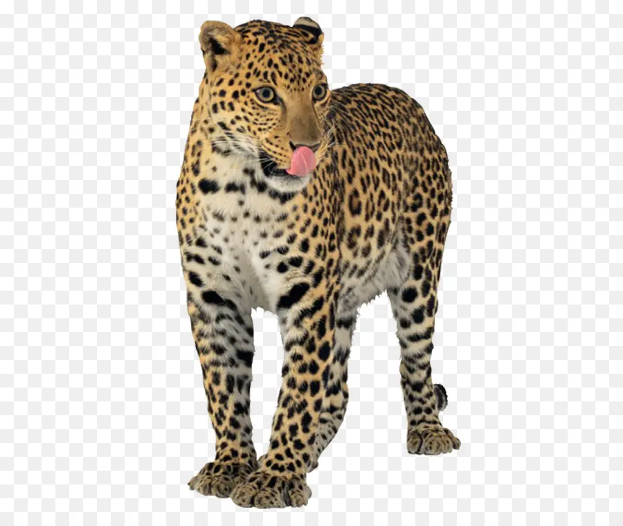 Jaguar，Leopar PNG