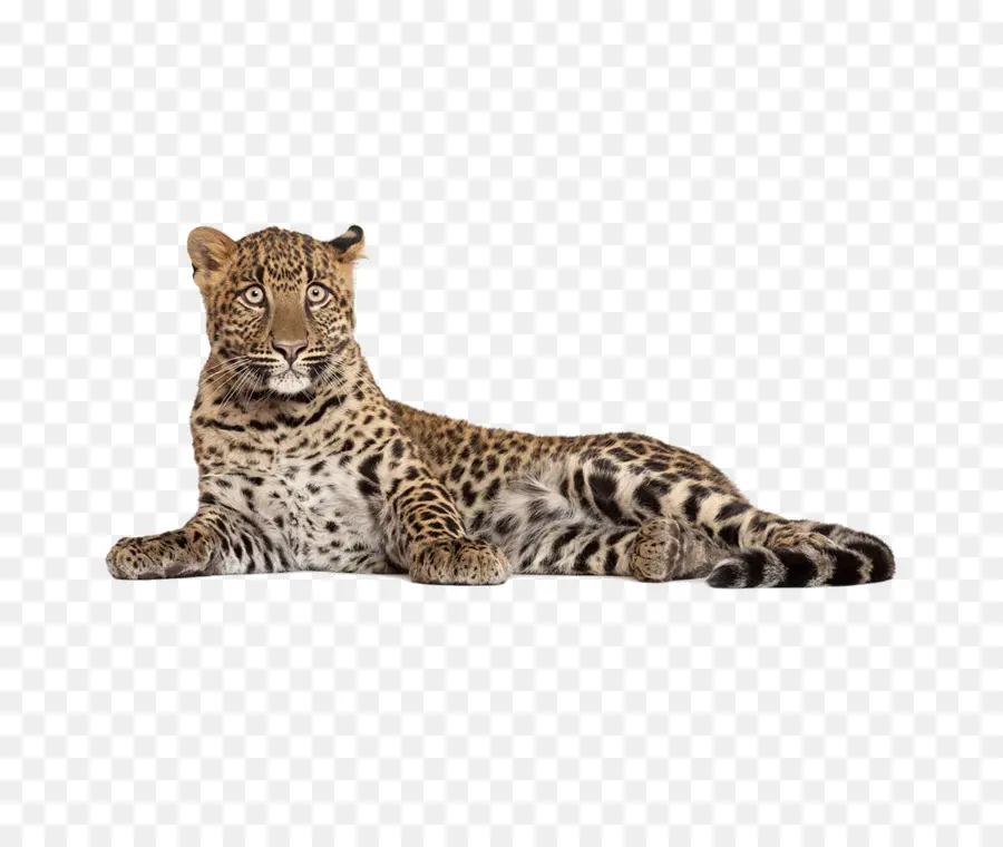 Leopar，Aslan PNG