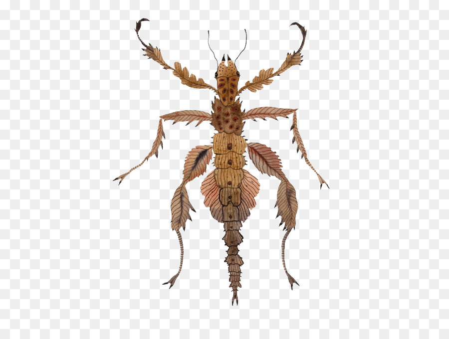 Böcek，Suluboya Boyama PNG