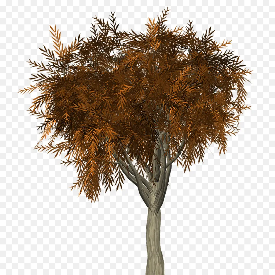 Ağaç，Sonbahar PNG