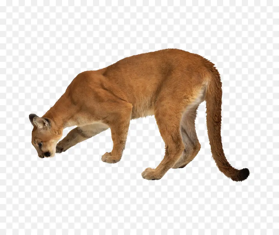 Puma，Vahşi PNG