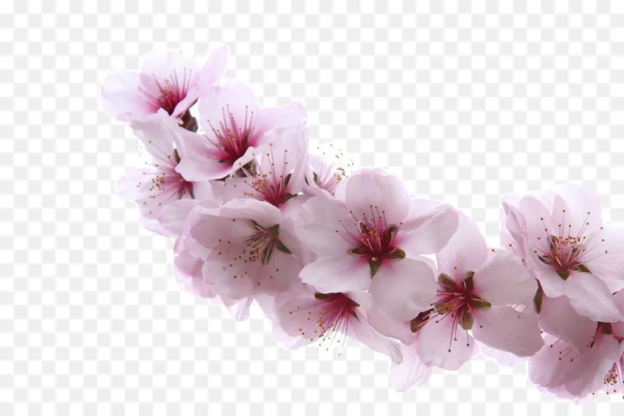 çiçeği，Kayısı PNG