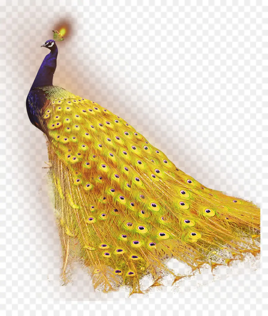Tavus Kuşu，Renk PNG