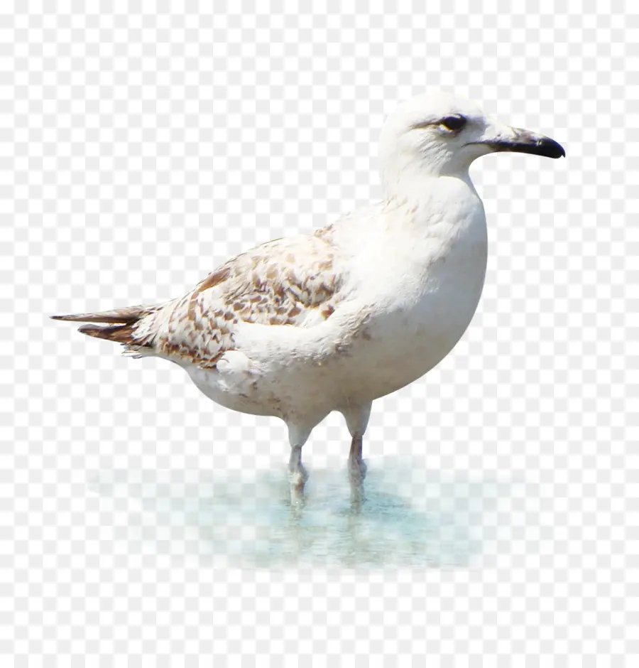 Kuş，Martılar PNG