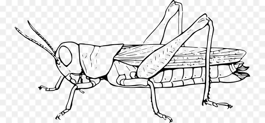 Böcek，Karınca Ve çekirge PNG