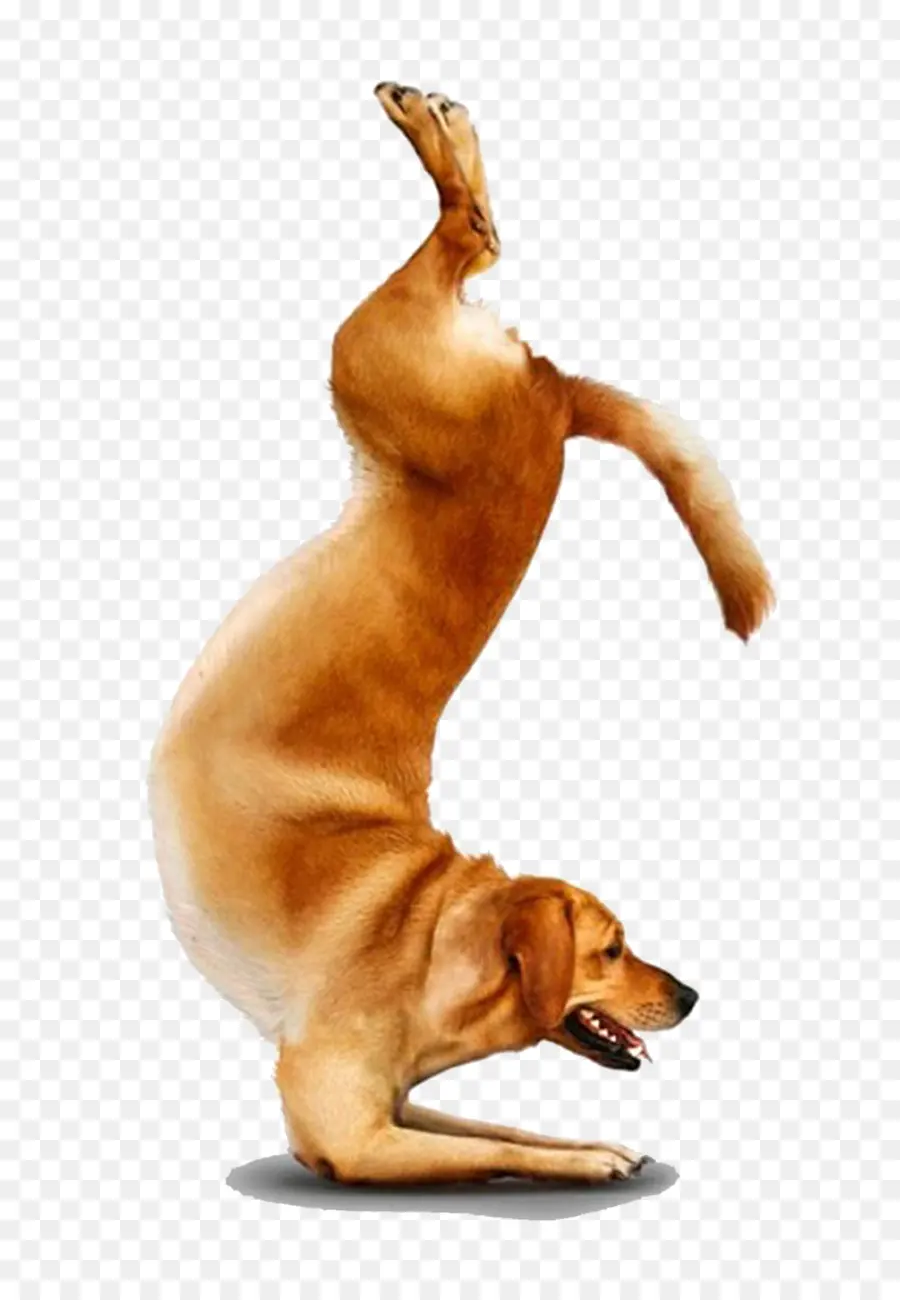 Chihuahua，Yoga Köpekleri PNG