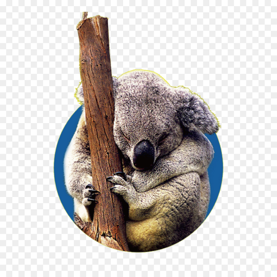 Koala，Ağaç PNG