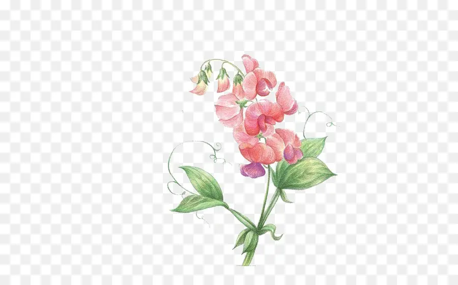 Bezelye，çiçek PNG