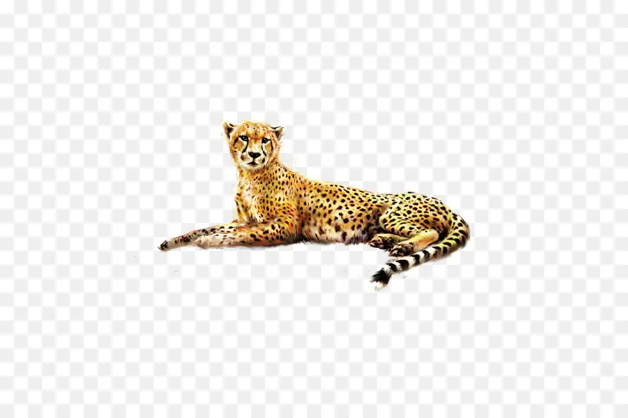 çita，Jaguar PNG