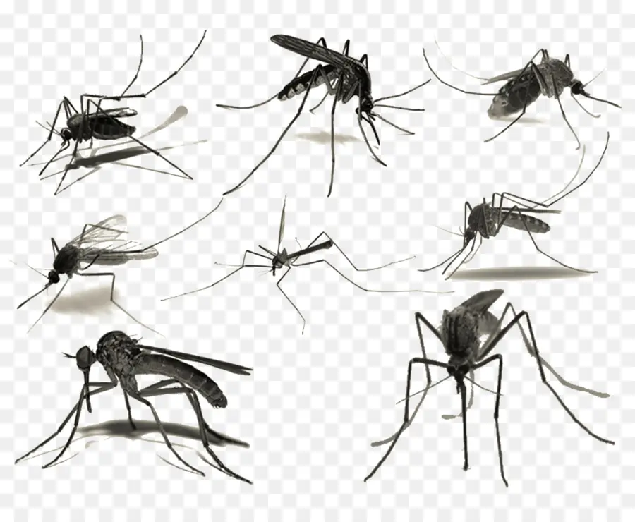 Sivrisinek，Fırça PNG