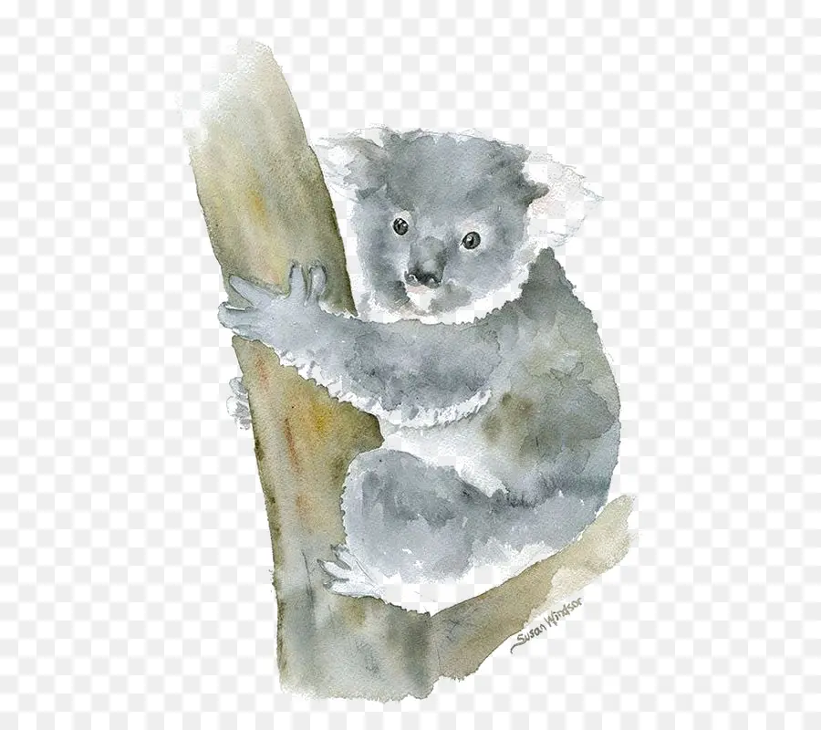 Koala，Ağaç PNG