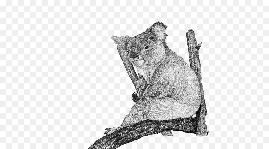 Avustralya，Koala PNG