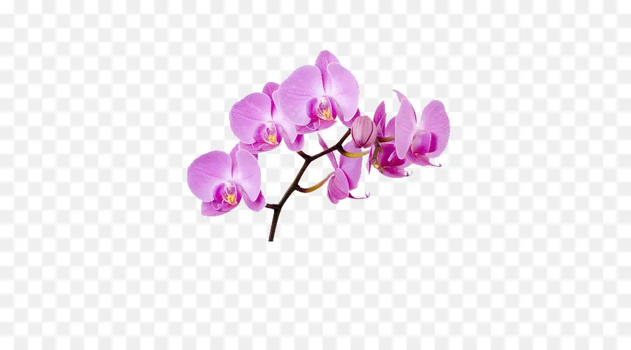 Orkide，çiçek PNG