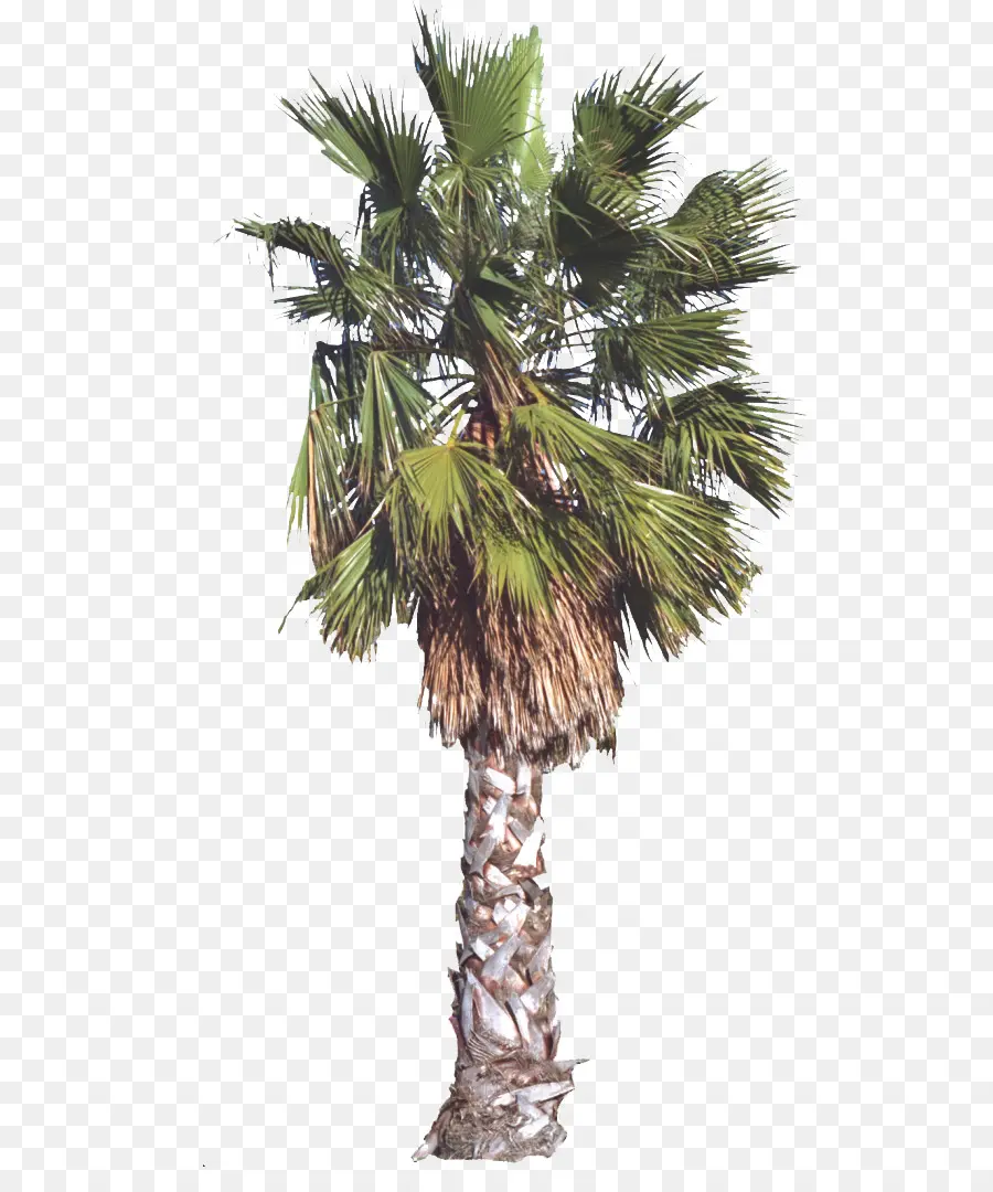 Arecaceae，Ağaç PNG