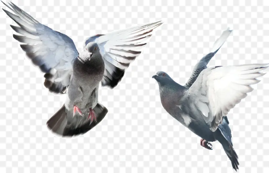 Kuş，Pembe Güvercin PNG