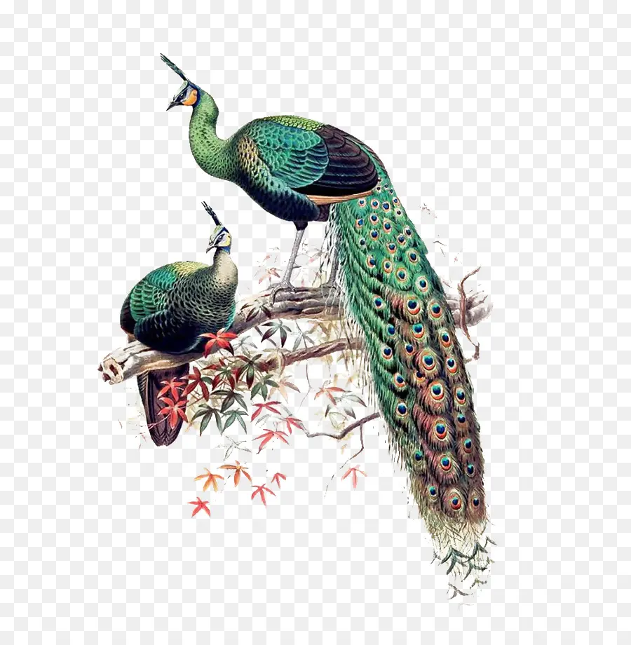 Yeşil Tavus Kuşları，Asya Tavus Kuşları PNG
