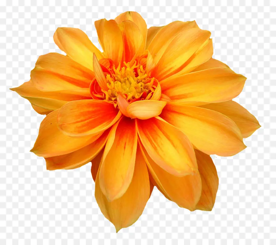çiçek，Dahlia PNG