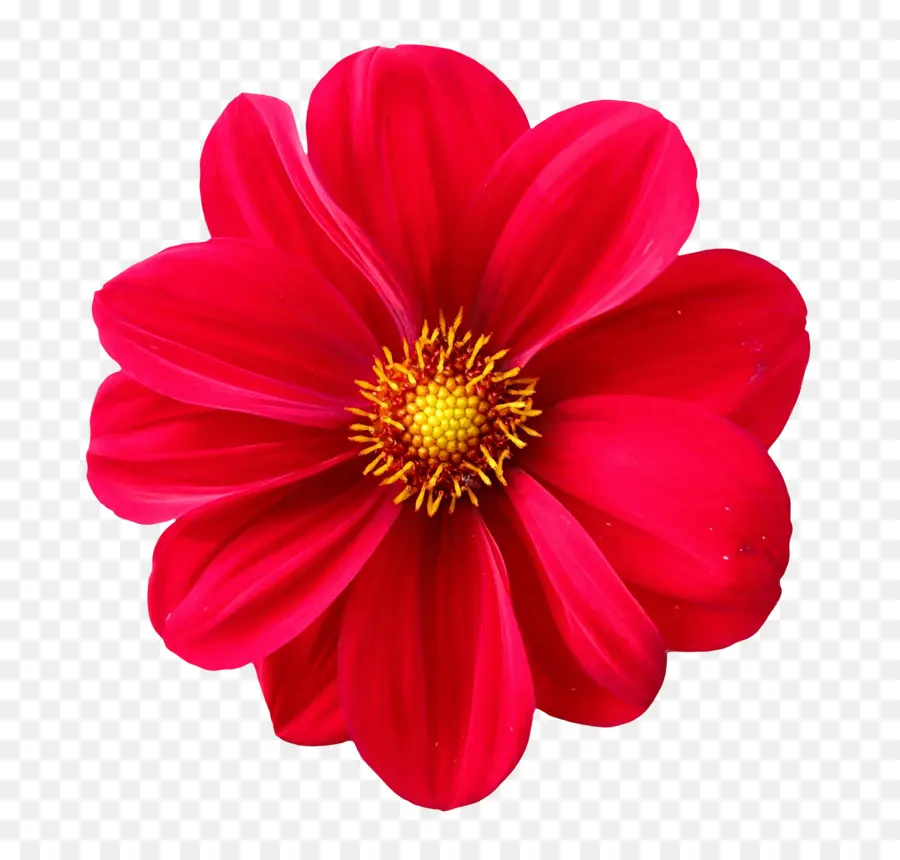 Dahlia，çiçek PNG