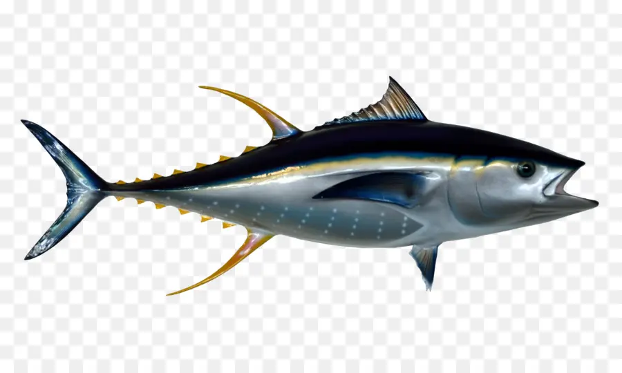 Pasifik Bluefin Ton Balığı，Güney Mavi Yüzgeçli Orkinos PNG