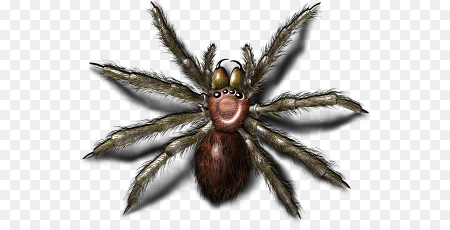 örümcek，Böcek PNG