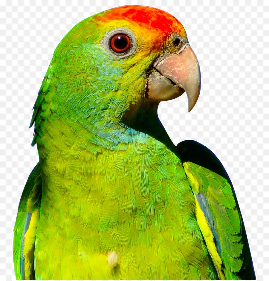 Papağan，Budgerigar PNG
