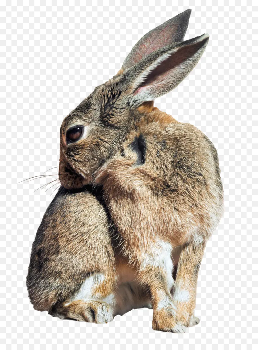 Tavşan，Holland Lop PNG