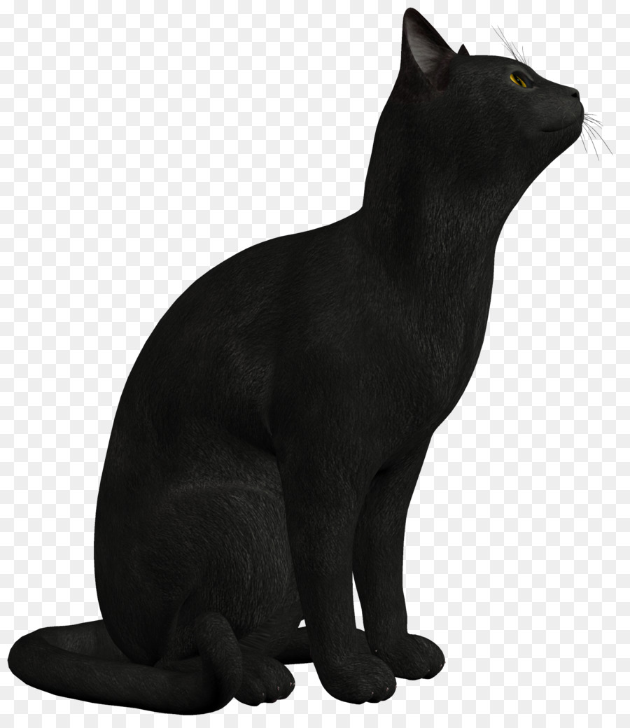 Kara Kedi，Evcil Hayvan PNG