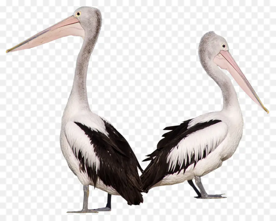 Kuş，Pelikan PNG