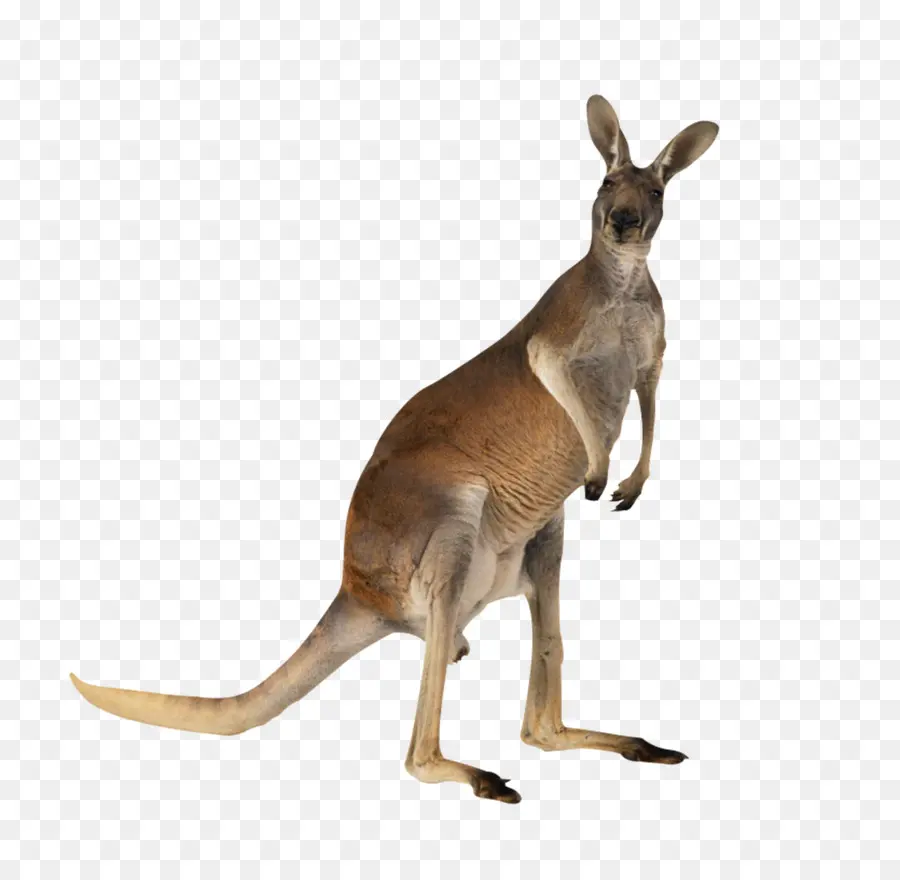 Kanguru，Avustralya PNG
