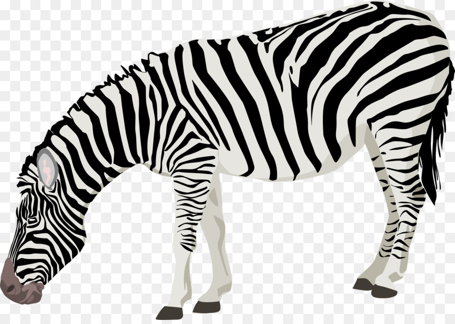 Zebra，Yaban Hayatı PNG